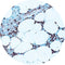 Control Slides, IHC - MPO(HUMAN)