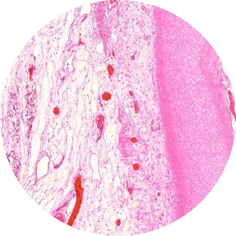 Control Slides, H&E - Human Elastic cartilage