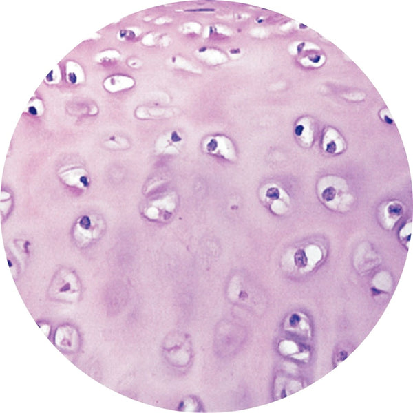 Control Slides, H&E - Human Hyaline cartilage
