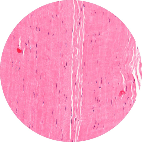 Control Slides, H&E - Human Tendon