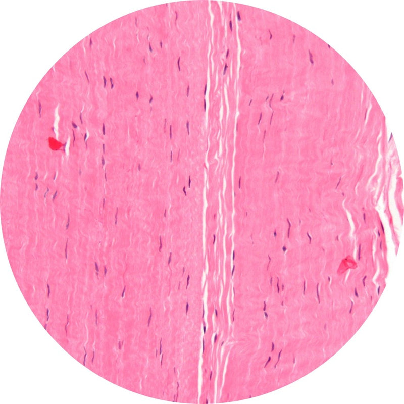 Control Slides, H&E - Human Tendon