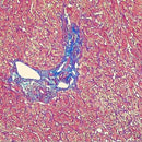 Masson's Trichrome Stain Bundle (16oz)