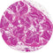 Control Slides, H&E - Human Nerve