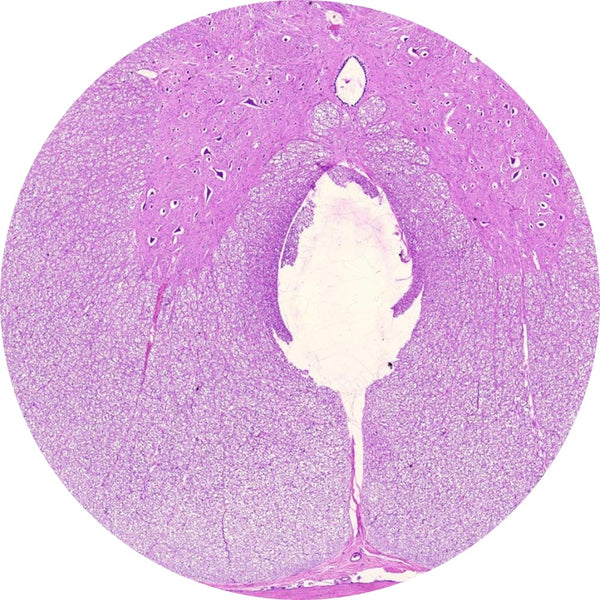 Control Slides, H&E - Human Spinal Cord