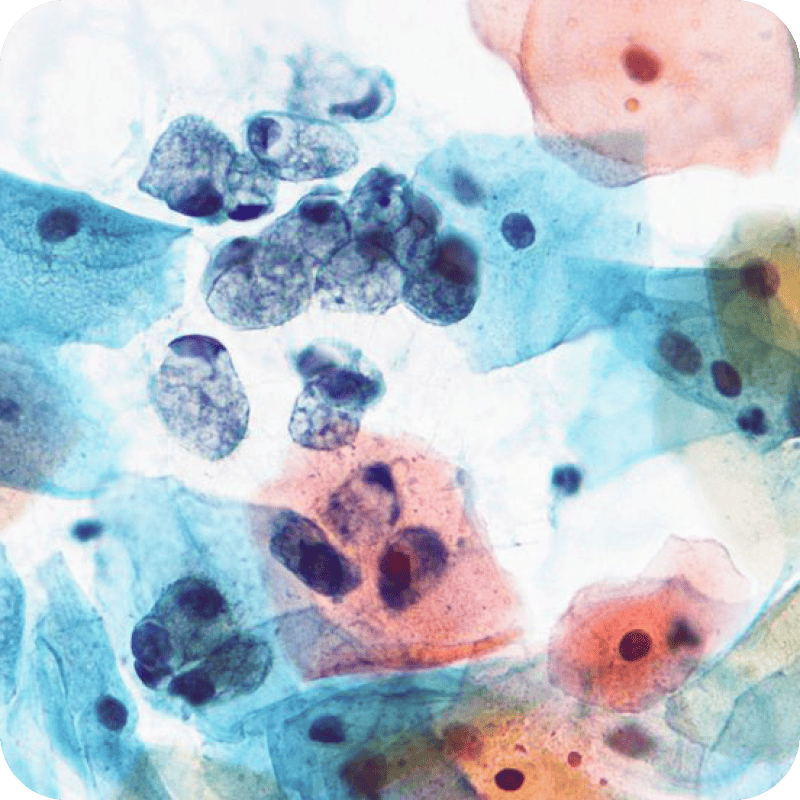 EA-50 Papanicolaou Stain