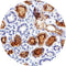 Control Slides, IHC - Adrenomedullin