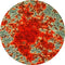 Control Slides, IHC - Alizarin Red S