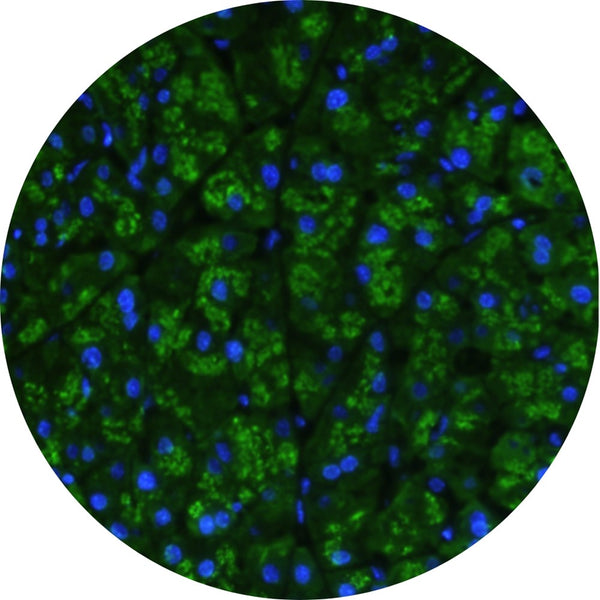 Control Slides, IHC - Amylase