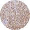 Control Slides, IHC - Annexin A10