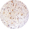 Control Slides, IHC - Aquaporin 4
