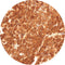 Control Slides, IHC - Arginase-1