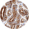 Control Slides, IHC - AMACR P504S