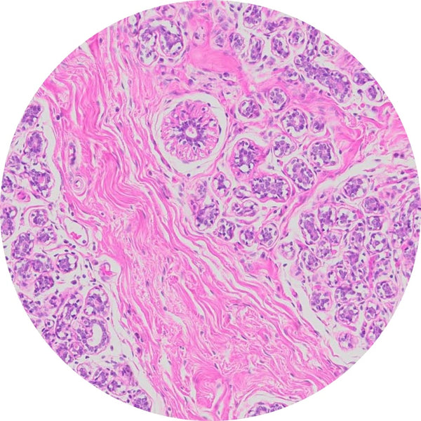 Control Slides, H&E - Human Breast