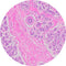 Control Slides, H&E - Human Breast