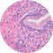 Control Slides, H&E - Human Cervix