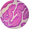 Control Slides, H&E - Human Fallopian Tubes