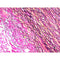 Elastic Stain Kit (Modified Verhoff’s), Volume Optimized