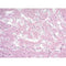 Reticulum Stain Kit (Brenn)