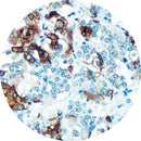 Control Slides, IHC - TSH