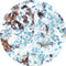 Control Slides, IHC - TSH
