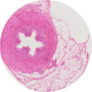 Control Slides, H&E - Human Ureter