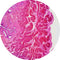 Control Slides, H&E - Human Bladder