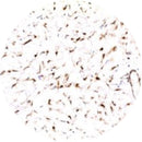 Control Slides, IHC - Beta Catenin
