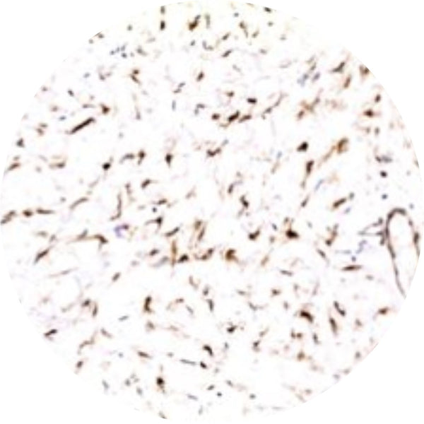 Control Slides, IHC - Beta Catenin