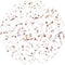 Control Slides, IHC - Beta Catenin