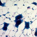 500ml bottle of Sudan Black B stain for histology and cell staining by Cancer Diagnostics, showing the labeled reagent container.