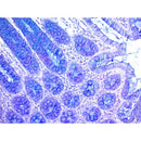 Alcian Blue-PAS stain kit for histology, volume optimized, from Cancer Diagnostics, containing consumable reagents and tools.