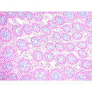 Alcian Blue pH 1.0 stain kit from Cancer Diagnostics, volume optimized consumables for histology and tissue staining.
