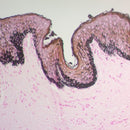 Fontana Masson Stain Kit by Cancer Diagnostics for Argentaffin staining, shown as a volume-optimized consumables product image.