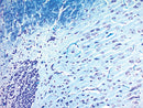 Luxol Fast Blue Stain Kit by Cancer Diagnostics, volume optimized consumables for histology and tissue staining.