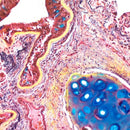 Movat Pentachrome Stain Kit by Cancer Diagnostics, volume optimized consumables for histology and tissue staining.