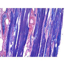 PTAH Stain Kit for microwave use by Cancer Diagnostics, consumables for tissue staining and diagnostic procedures.