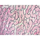 Reticulum Stain Kit (Modified Gomori's), Volume Optimized