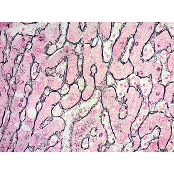 Reticulum Stain Kit (Modified Gomori's), Volume Optimized