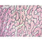 Reticulum Stain Kit (Modified Gomori's), Volume Optimized