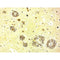 Bielshowsky's Stain Kit, Volume Optimized