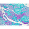 AFB (Ziehl-Neelsen) Stain Kit, Volume Optimized