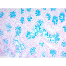 Alcian Blue (pH 2.5)Stain Kit, Volume Optimized