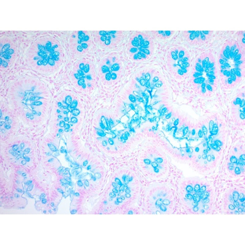 Alcian Blue (pH 2.5)Stain Kit, Volume Optimized