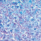 Eosinophil -Mast Cell Stain Kit, Volume Optimized