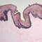 Fontana Masson Stain Kit, (Argentaffin) Volume Optimized