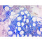 Giemsa Stain Kit (May-Grunwald) Volume Optimized