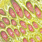 Mucicarmine Stain Kit, Southgate, Volume Optimized