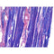 PTAH Stain Kit (Microwave), Volume Optimized