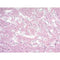 Reticulum Stain Kit (Brenn), Volume Optimized