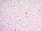 Wright-Giemsa Stain Kit, Volume Optimized